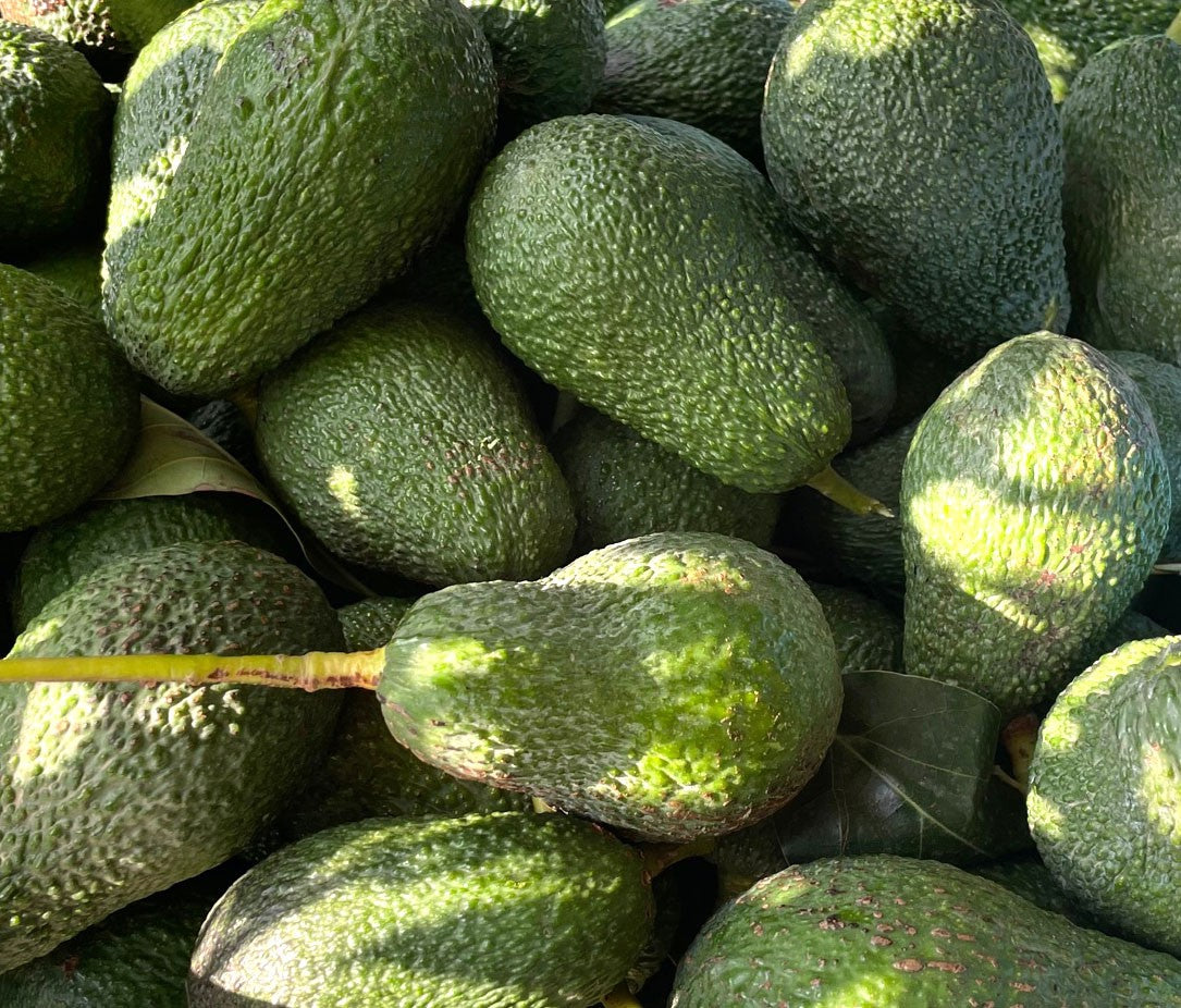 AGUACATE Ecológico Solidario Salobreña - Directo del Arbol a tu Mesa sin INTERMEDIARIO - LIMITADO