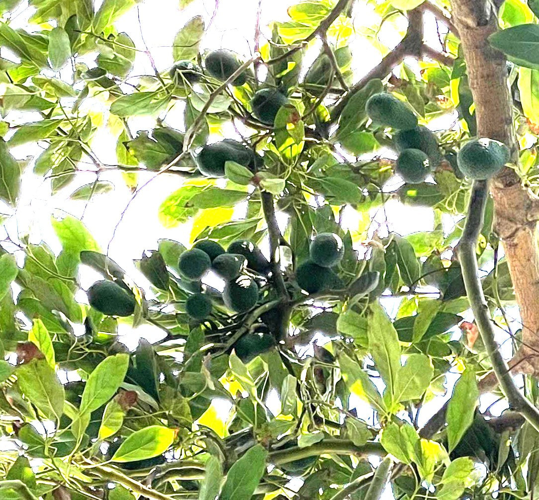 AGUACATE Ecológico Solidario Salobreña - Directo del Arbol a tu Mesa sin INTERMEDIARIO - LIMITADO