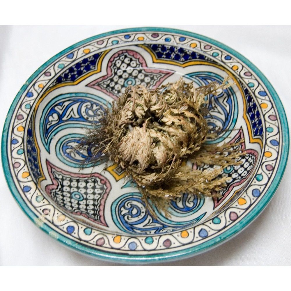 Rosa de Jericó - Originaria Oriente - Anastatica hierochuntica