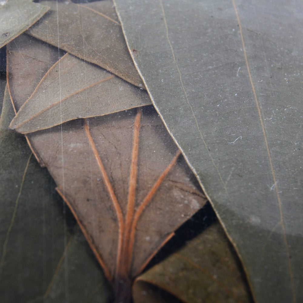 Hojas De Laurel De La India - XL - 100% Natural - 50 g