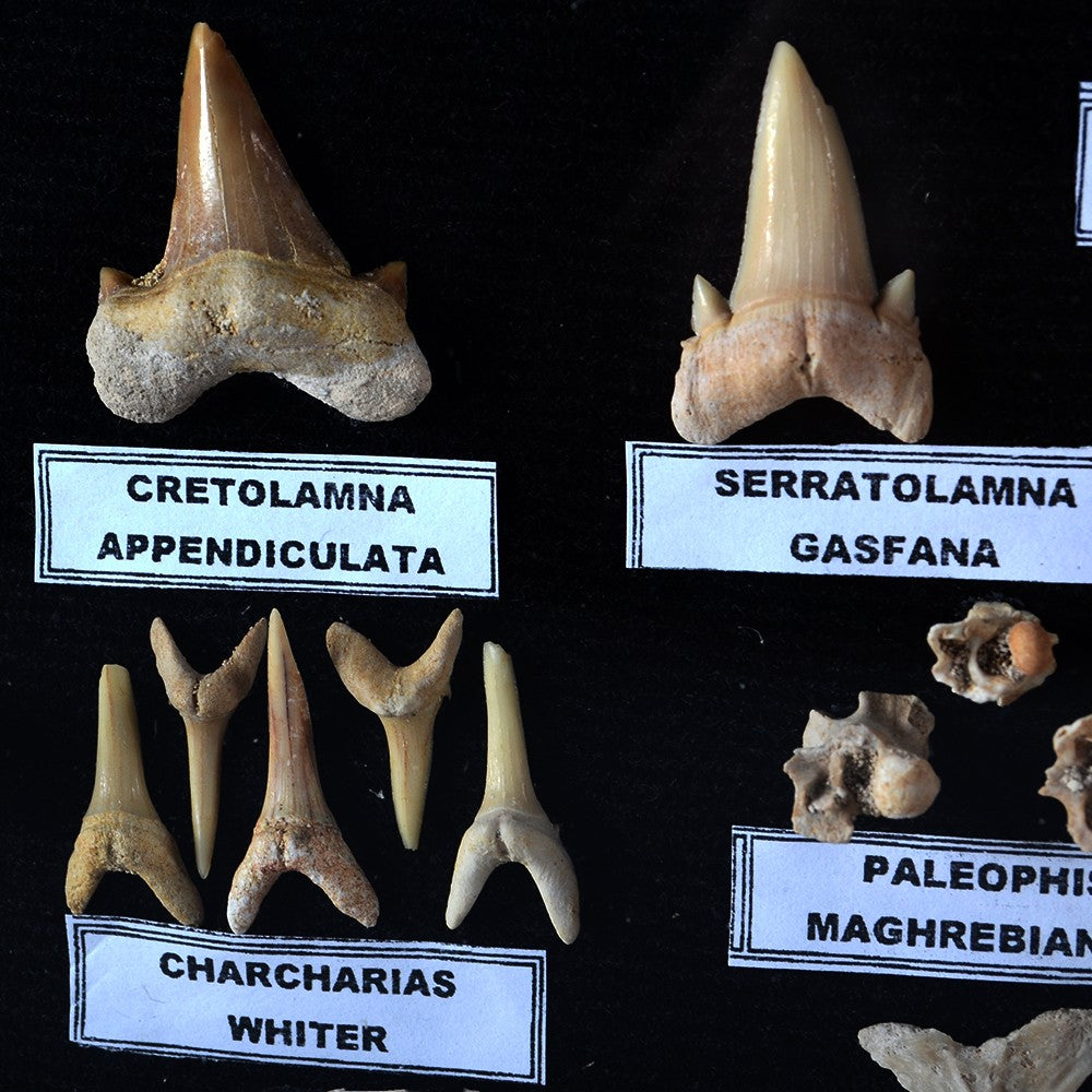 Colección Fósiles - 45 - 70 Millones de Años - Vitrina De Cristal - NOVEDAD