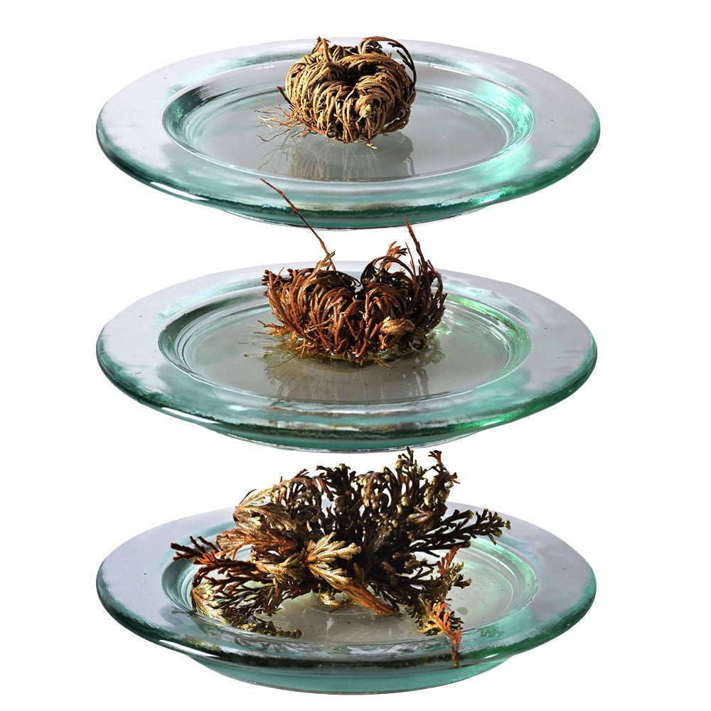 Rosa de Jericó Pequeña - Originaria - Anastatica hierochuntica