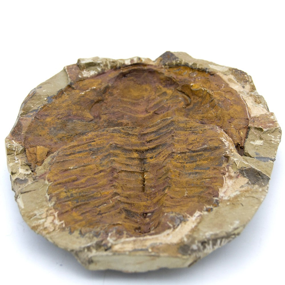 Trilobite - Fósil Natural - En bruto - Piedra Original - 24 cm