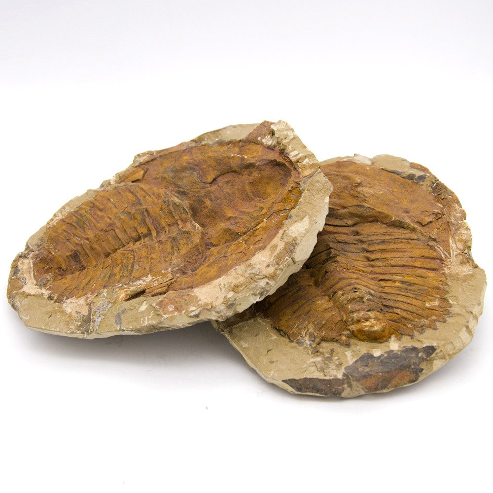 Trilobite - Fósil Natural - En bruto - Piedra Original - 24 cm