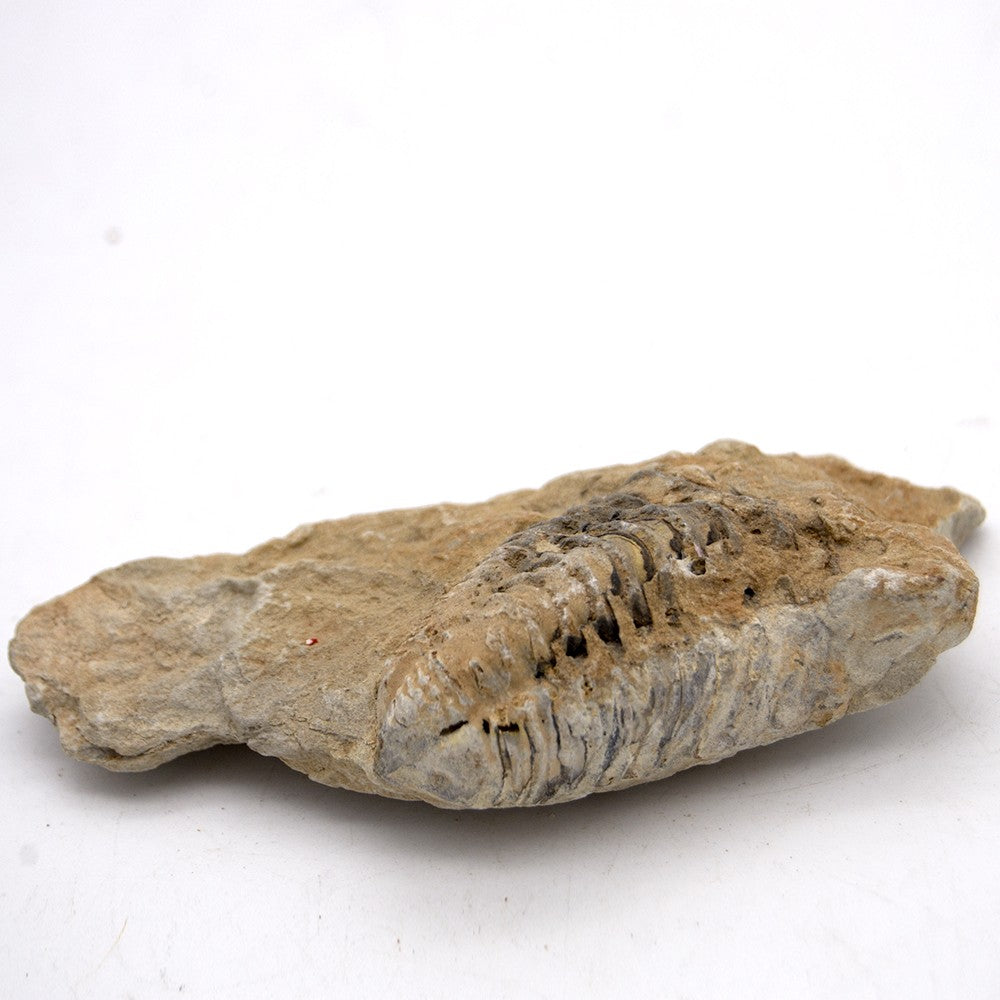 Trilobite - Fósil Natural - En bruto - Piedra Original - 10 cm