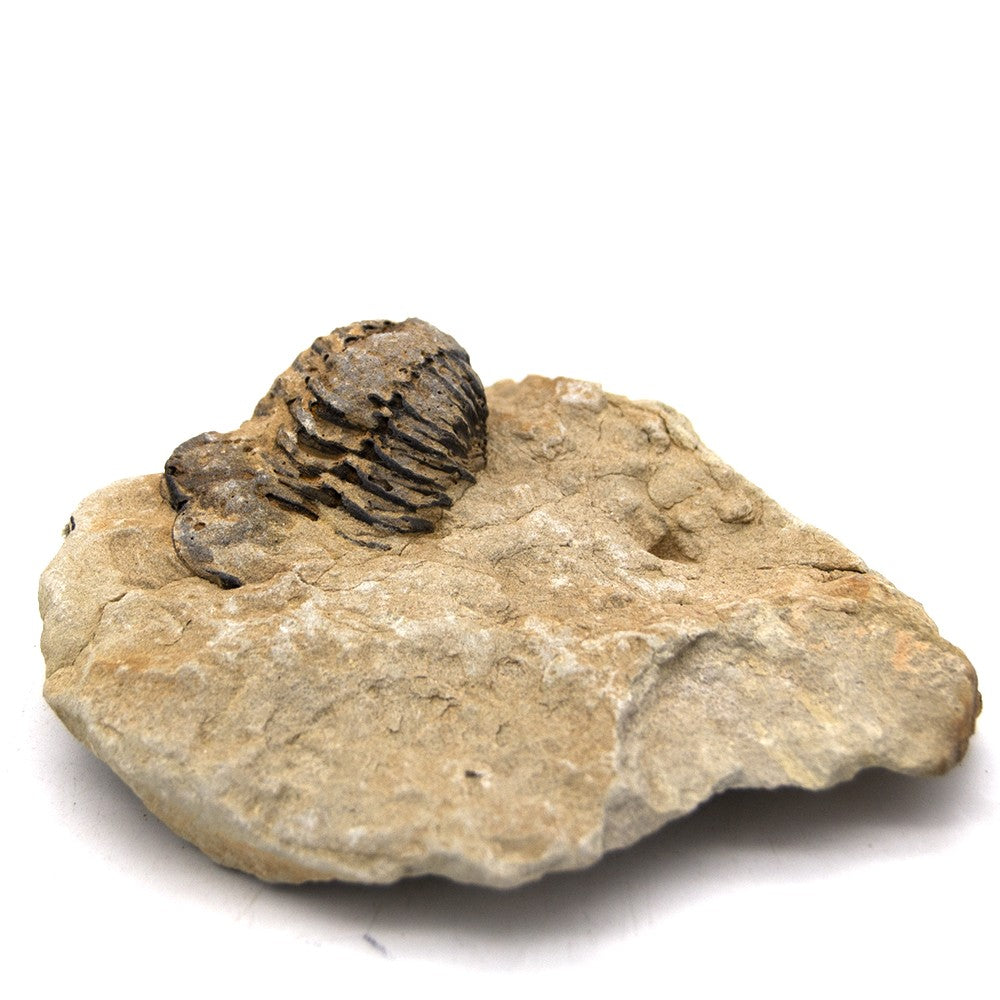 Trilobite - Fósil Natural - En bruto - Piedra Original - 10 cm