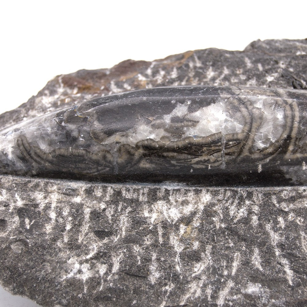 Ortosera Fósil Original - Modelo Pulido - Desierto Sahara