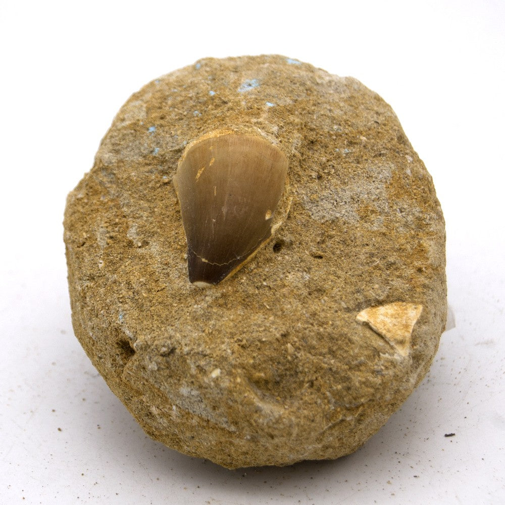 Diente Tiburón Fosilizado - Desierto Sahara - 450 millones de años