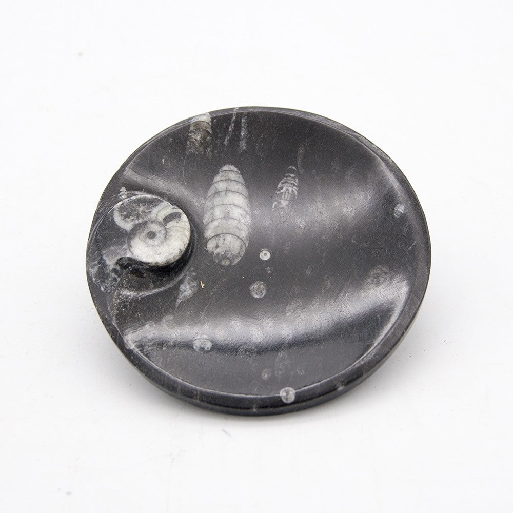 Cenicero De fosiles - Ortosera y amonites - Objetos - 11cm