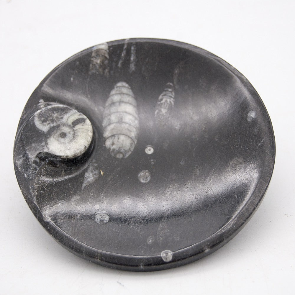 Cenicero De fosiles - Ortosera y amonites - Objetos - 11cm