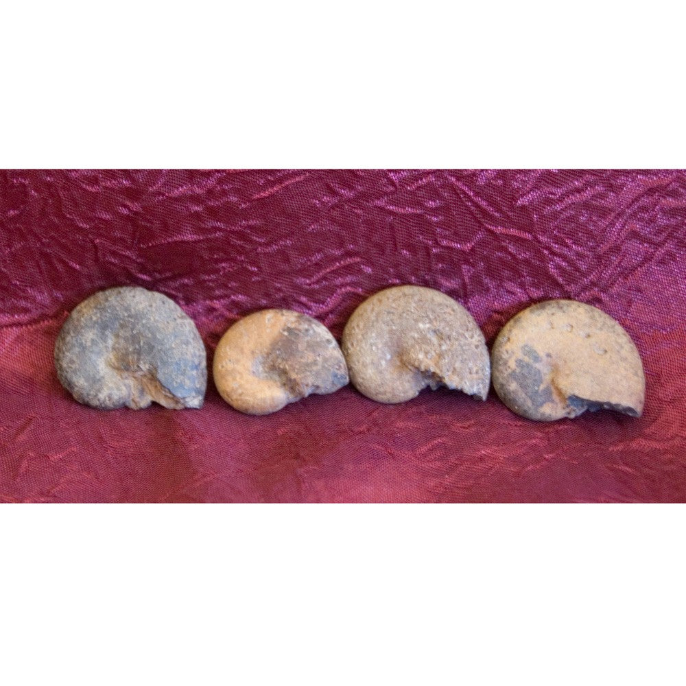 Amonite Fósil - 3 cm - Desierto del Sáhara - NOVEDAD
