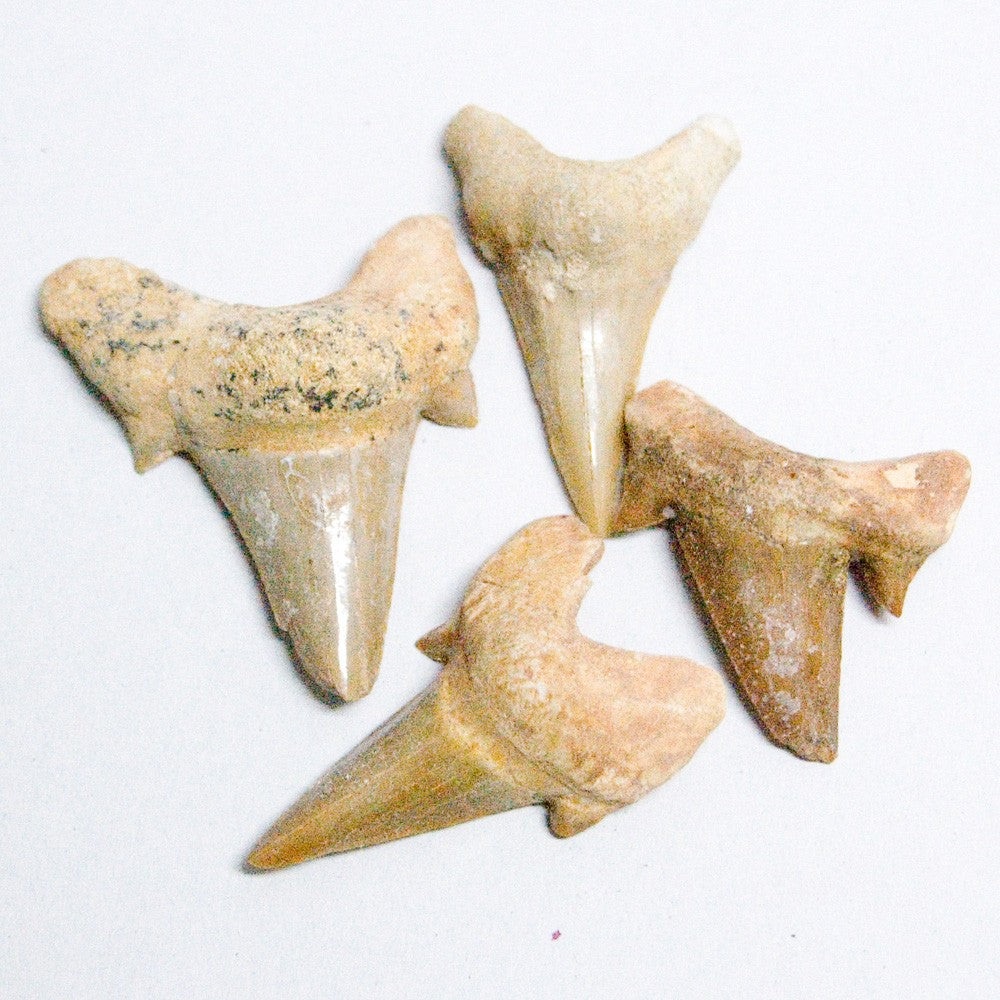 Diente de Tiburón Fósil - 3 cm - Desierto del Sáhara - NOVEDAD