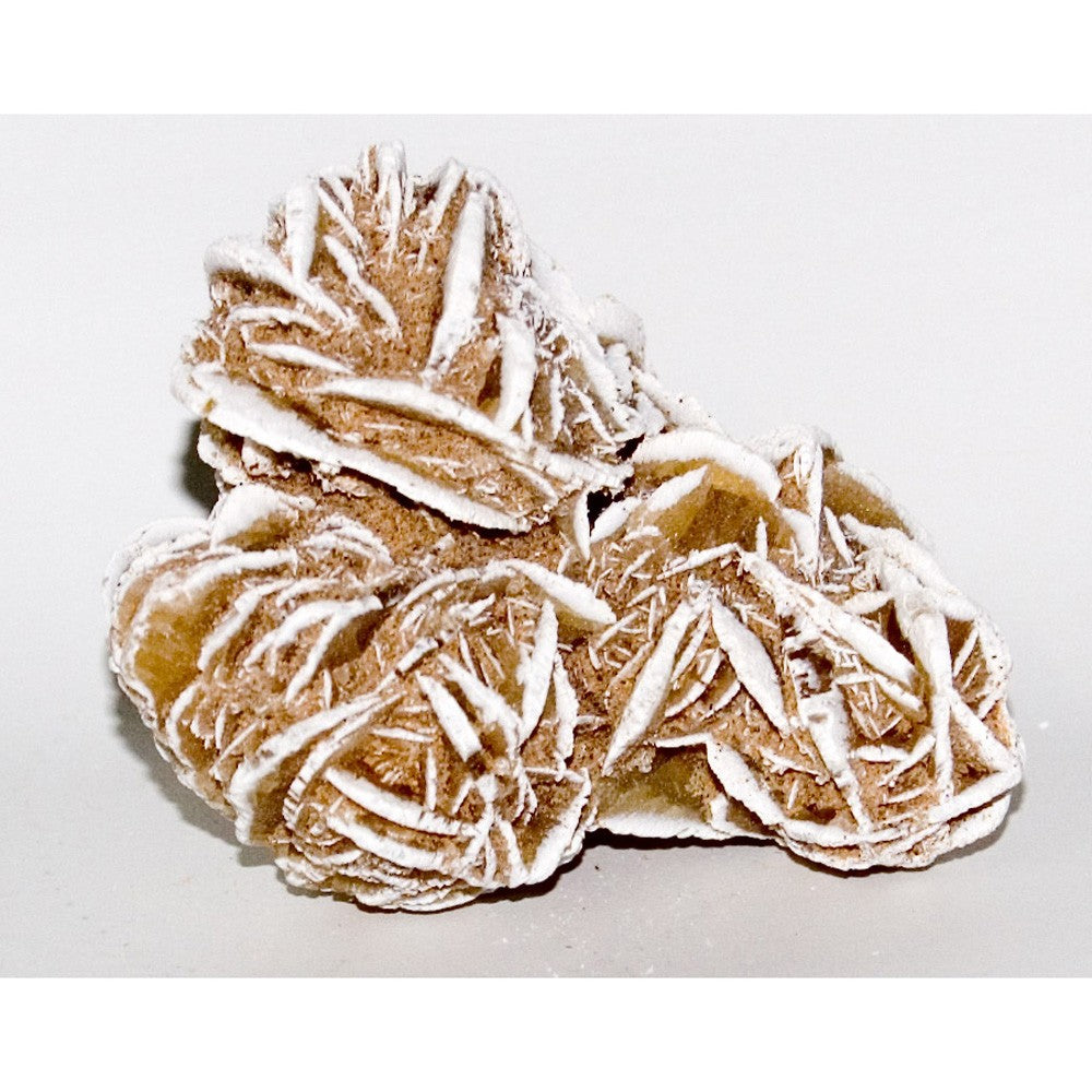 Rosa Blanca del Desierto de Mexico - 5 cm  - NOVEDAD