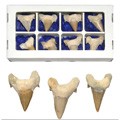 Diente de Tiburón Fósil - 5 cm - Desierto del Sáhara - NOVEDAD
