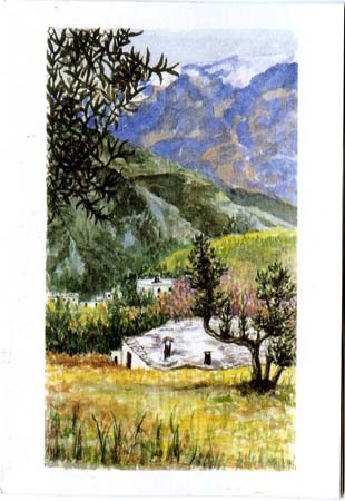 Tarjeta-Postal "Olivos de la Alpujarra"