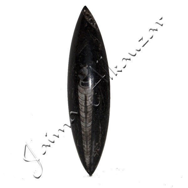 Ortosera Pulida - 14 x 4 cm - Desierto Sahara