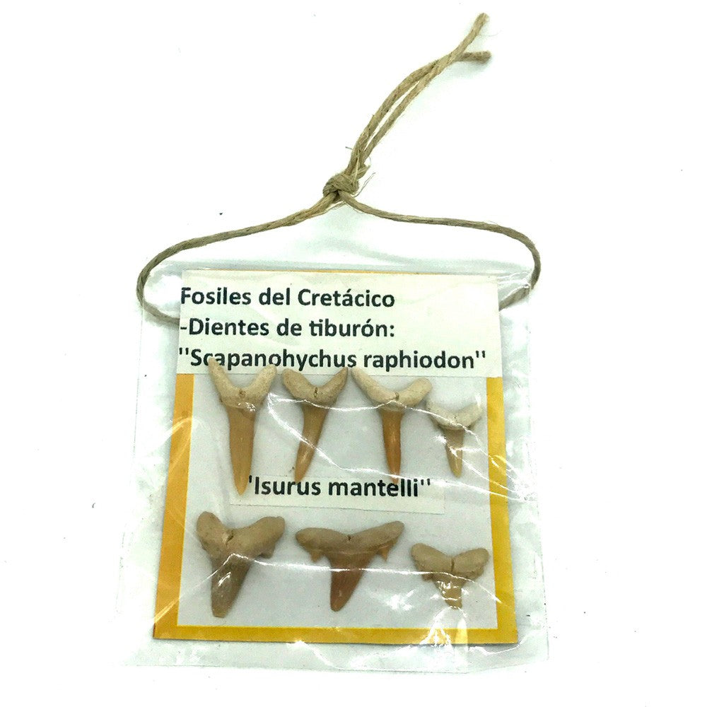 Colección 7 Dientes Tiburon - Blister 7x7 xm