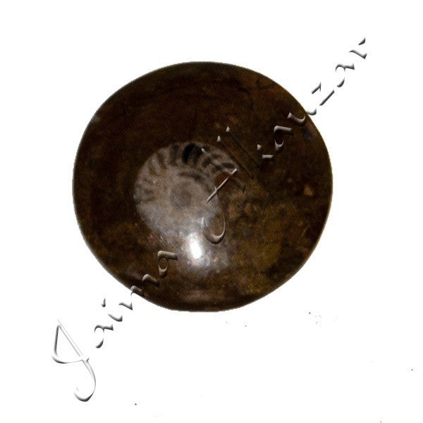 Amonite Fósil Pulido - 5 cm - Desierto del Sáhara - NOVEDAD
