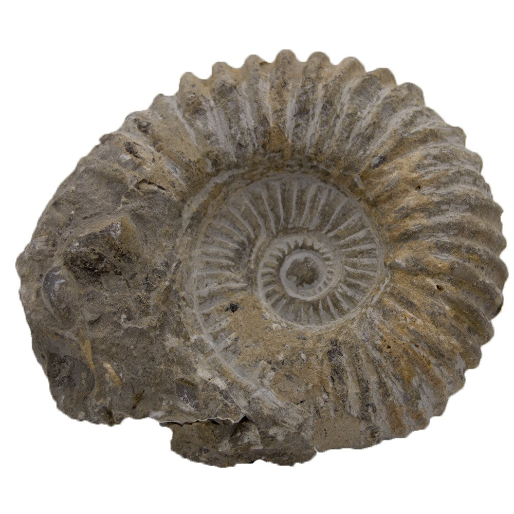 Amonite Fósil Anmonidea - 14 cm - Procedente Marruecos