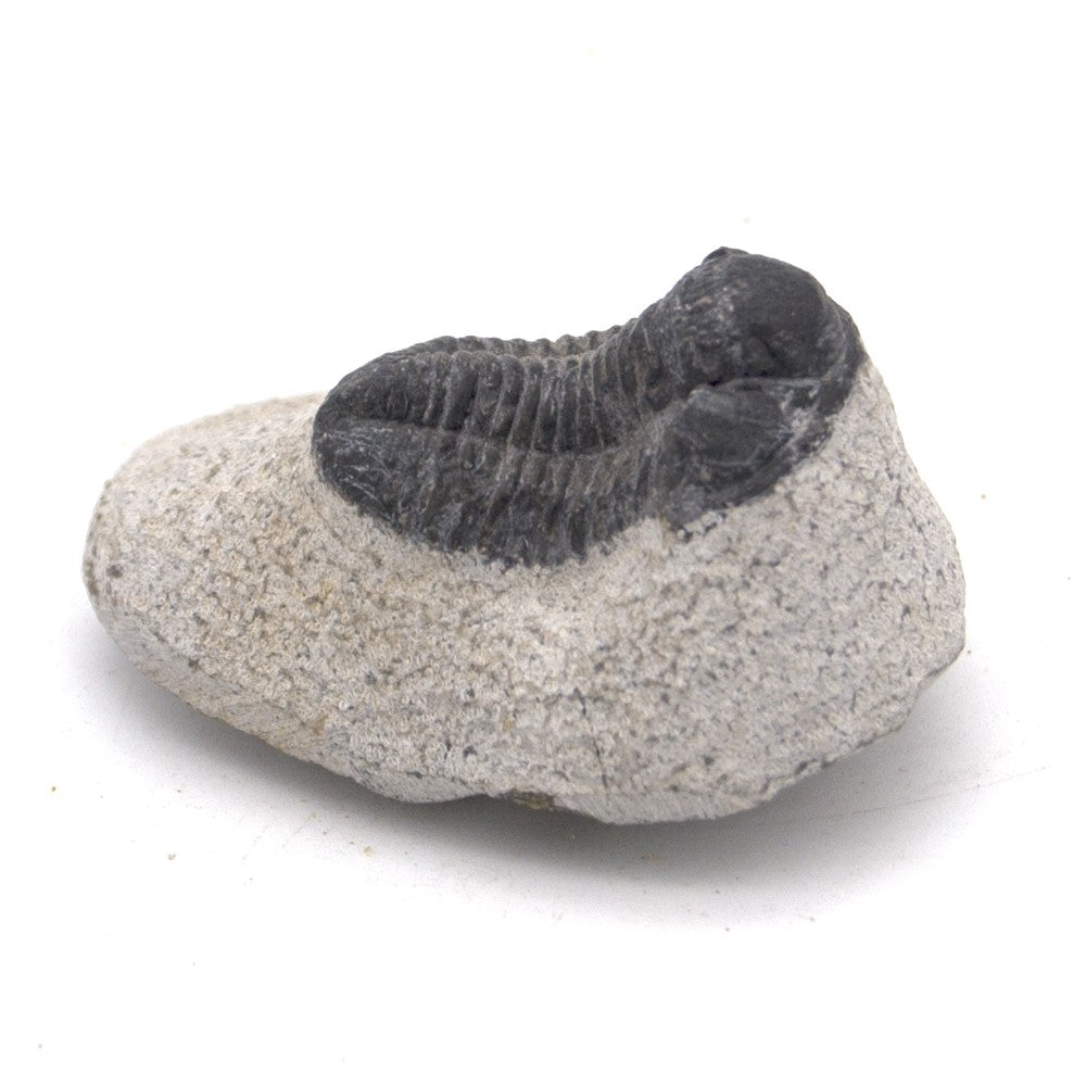 Trilobite Mosquito sobre Pedestal - Marruecos