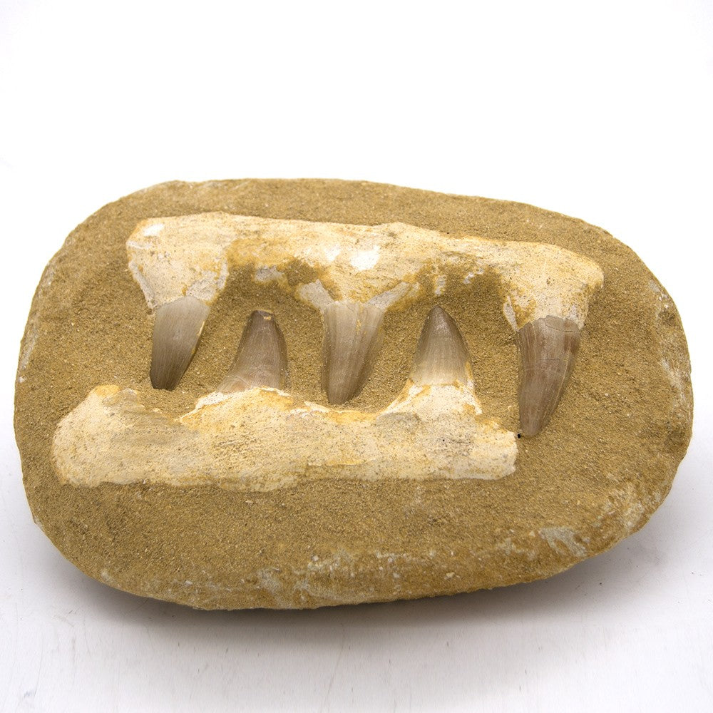 Fósil Dientes Tiburon 450 millones de años - Desierto del Sáhara