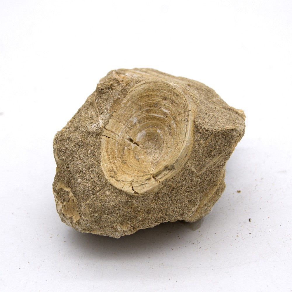Fósil Lapa prehistorica - Concha - Coleccionismo