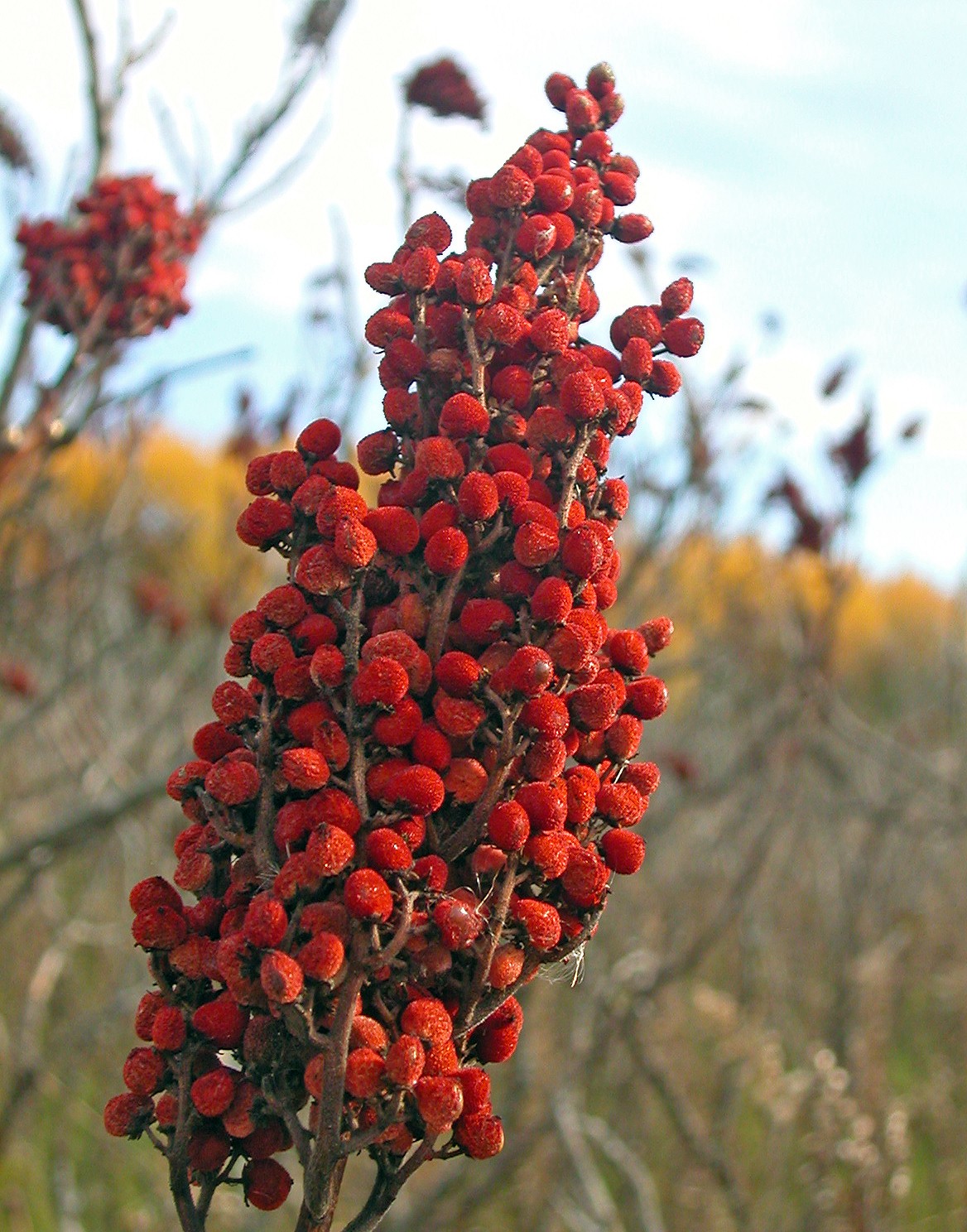 Sumac Zumaque Especia oriental de Turquía - En granos Rotos - 1000gr - Gran Calidad